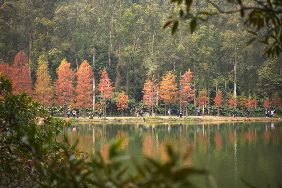 流水響水塘在每年一月，塘邊的落羽松均會轉紅，化身美麗「楓」景。