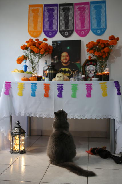 A pet cat named Actino looks at a Day of the Dead altar with a portrait of his former caretaker, Daniel Silva Montenegro, a doctor who died from symptoms related to COVID-19, at their home in Mexico City, Saturday, Oct. 31, 2020. The weekend holiday isn't the same in a year so marked by death in a country where more than 90,000 people have died of COVID-19, many cremated rather than buried and with cemeteries forced to close. (AP Photo/Ginnette Riquelme)