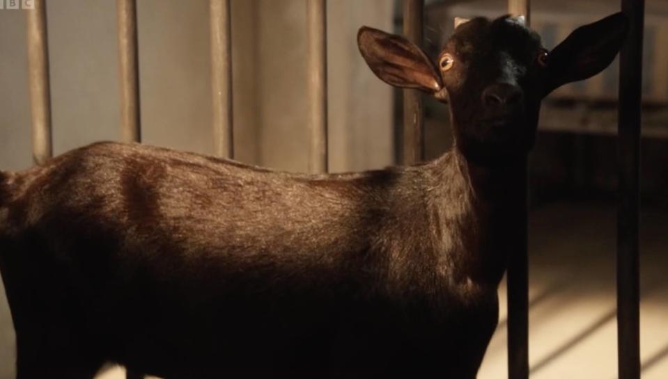 Goat in a police cell in Death in Paradise
