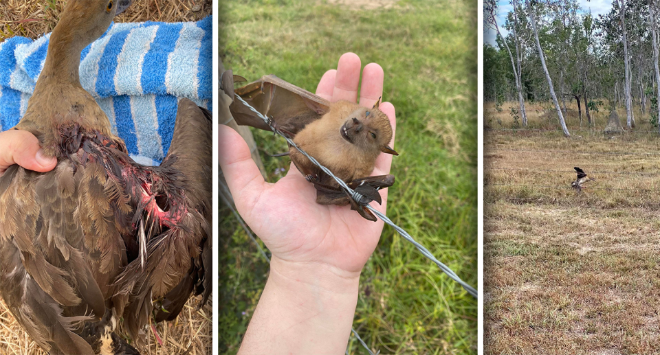 A duck, a bat and another bird caught on separate fences.