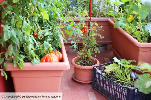 Jardin en hiver : ces plantes grasses qui résistent au gel : Femme Actuelle  Le MAG