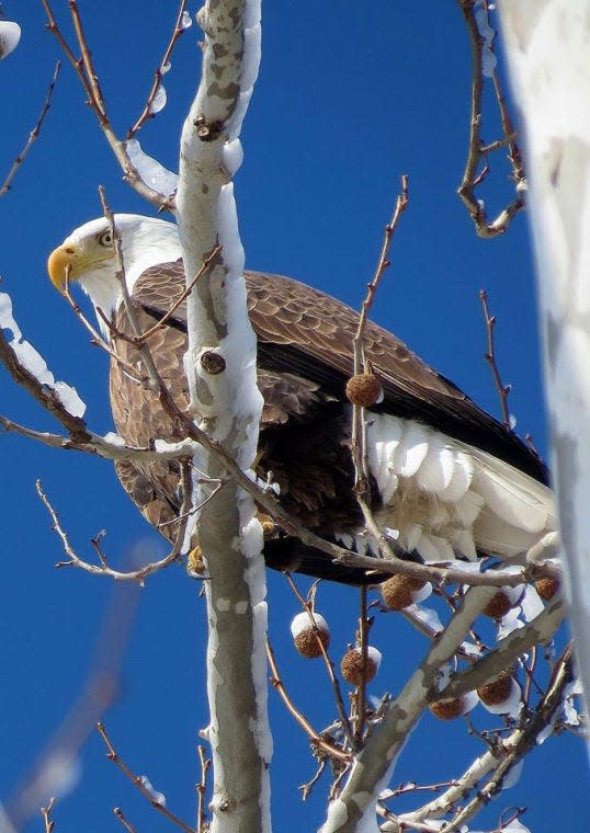 Heather Painter took this photo of a bald eagle in the area around Wabash, Ind., in a recent winter.