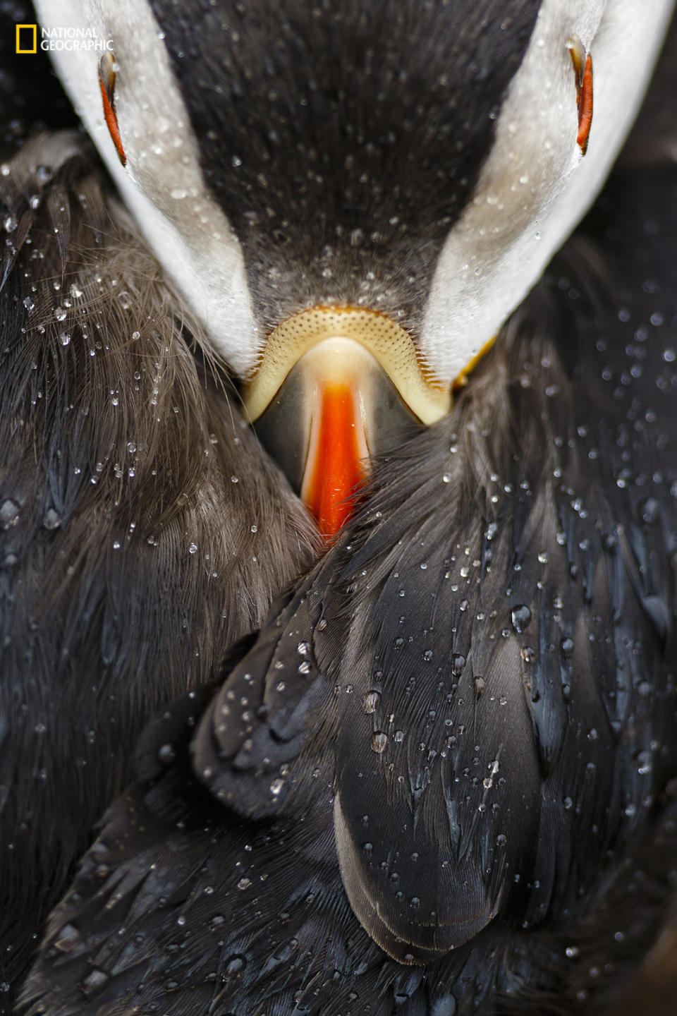 Mario Suarez Porras: "This image was taken during the summer of 2015 on Skomer Island, Wales. This island is well known for its wildlife and the puffin colony is one of the largest in the U.K. The photo shows a detail or study of an Atlantic puffin resting peacefully under the rain. As Skomer is not inhabited, puffins do not feel afraid of humans, and people can get really close to puffins. That morning, the conditions were perfect. Both fine rain and a soft light, so much appreciated by photographers, helped to take this picture. In order to get this angle from above the bird, I couldn&rsquo;t make use of the tripod, as it could disturb the puffin. The photo had to be taken handheld, which added an extra challenge."