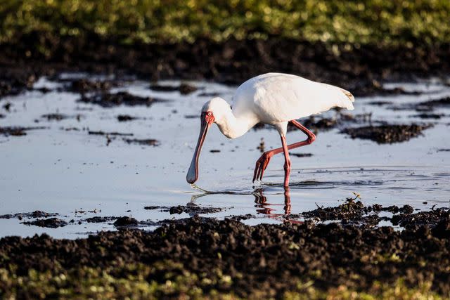 <p>Crookes&Jackson</p> The spoonbill, a relative of the ibis, uses its beak to catch insects, crustaceans, and tiny fish.