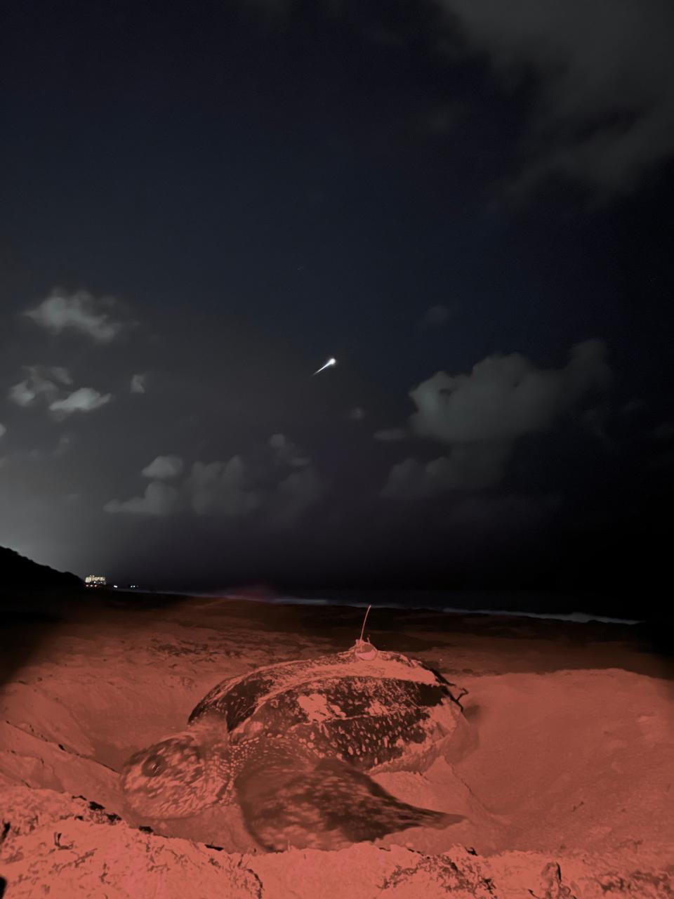 A leatherback sea turtle nests on a beach in southern Florida as a Space-X rocket soars skyward in the background. Leatherbacks are the largest turtles in the world. Among their greatest threats are plastic bags floating in the ocean; they mistake them for jellyfish, their primary food. [Photo provided by Tyler Krotenburg]