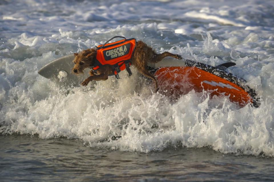 Carson, a 7-year-old mixed terrier, makes a practice run.