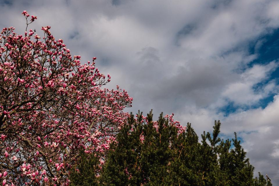 A blooming Magnolia tree is seen in New Philadelphia. These trees symbolize stability and luck.  Fossil records show this plant existed more than a 100 million years ago in North American, Europe, and China.