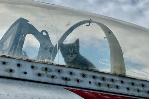 kitties on a plane
