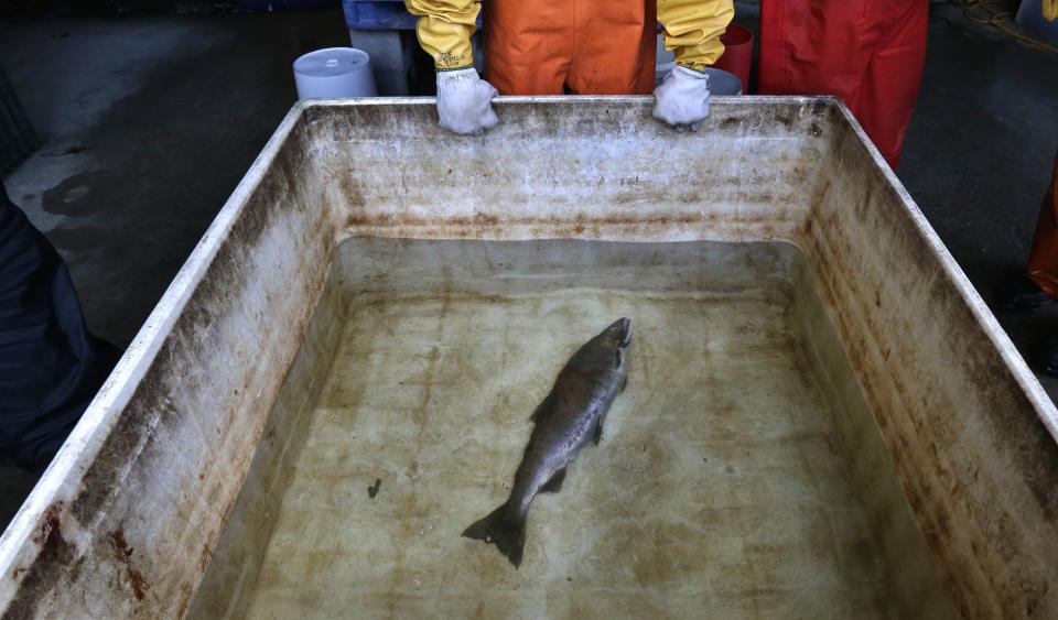 FILE - Julann Spromberg, a research toxicologist with Ocean Associates Inc., working under contract with NOAA Fisheries, observes a salmon placed in a tank of clear water after it died from four hours of exposure to unfiltered highway runoff water on Oct. 20, 2014. Federal regulators will investigate the use of a chemical found in almost every tire after a petition from Native American tribes in California and Washington state that want it banned because of its lethal effect on salmon, steelhead trout and other aquatic wildlife. (AP Photo/Ted S. Warren, File)