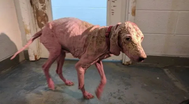 The malnourished dog was in a shocking condition when found on remote Utah salt flats. Source: Fox 13