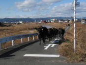 A cows which are escaped from a farm across the street in Namie town, where is inside the exclusion zone of a 20km radius around the crippled Fukushima Daiichi nuclear power plant, December 25, 2011, in this handout photo relased by UKC Japan. Dogs and cats that were abandoned in the Fukushima exclusion zone after last year's nuclear crisis have had to survive high radiation and a lack of food, and they are now struggling with the region's freezing winter weather. A 9.0-magnitude earthquake and massive tsunami on March 11 triggered the world's worst nuclear accident in 25 years and forced residents around the Fukushima Daiichi nuclear power plant to flee, with many of them having to leave behind their pets. Picture taken December 25, 2011. REUTERS/UKC Japan/Hanout (JAPAN)
