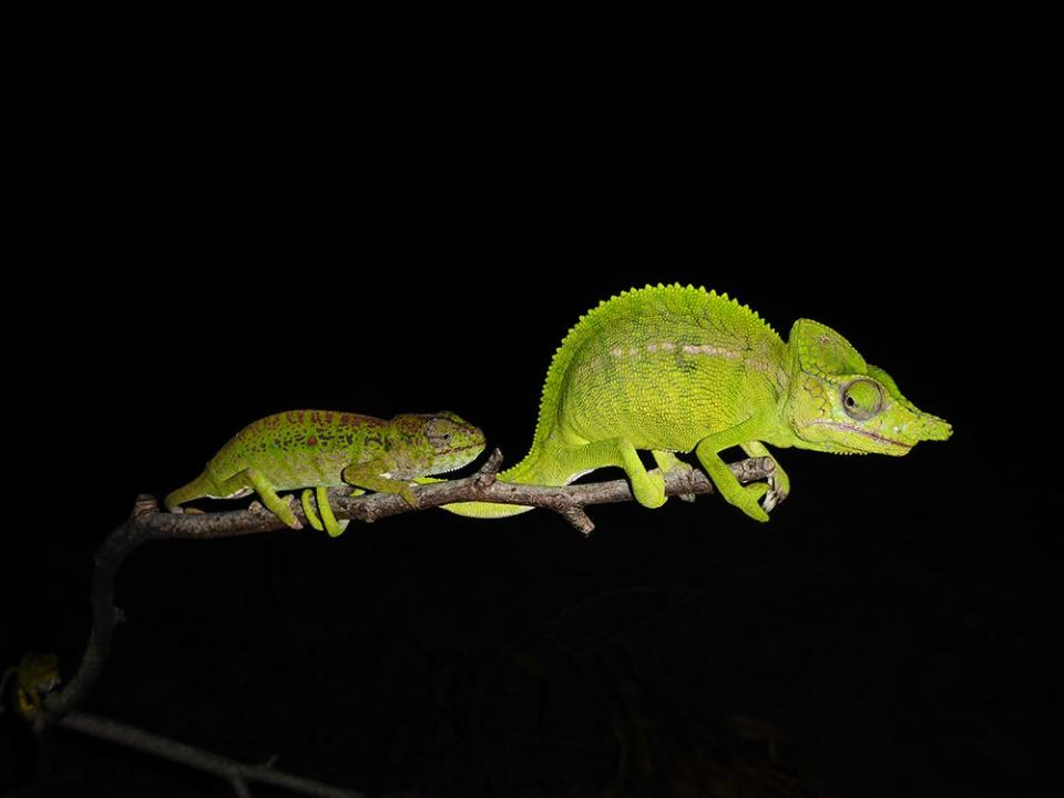 Male and female Voeltzkow's Chameleon. <em>CREDIT: Frank Glaw</em>