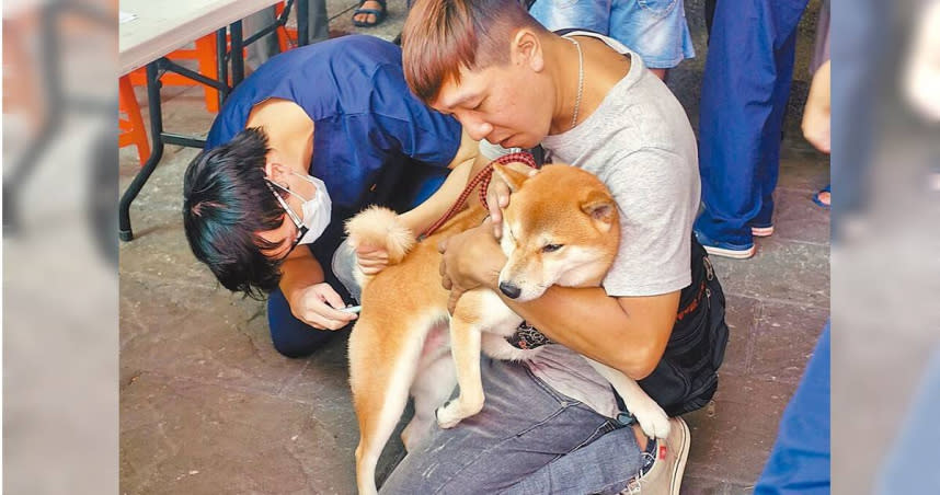 目前從美國等狂犬病疫區輸入犬貓至台灣，需隔離檢疫至少7天。（圖／嘉義市政府提供）