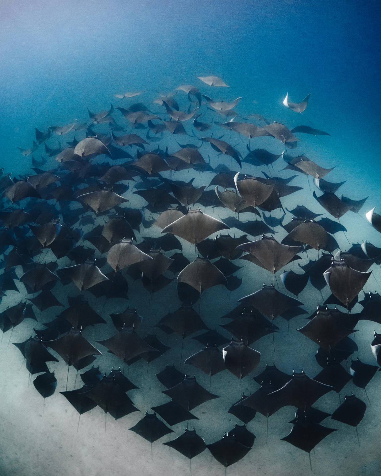 https://www.gettyimages.com/detail/photo/underwater-symphony-royalty-free-image/1484036287?phrase=%09Carlos+Negrete&adppopup=true