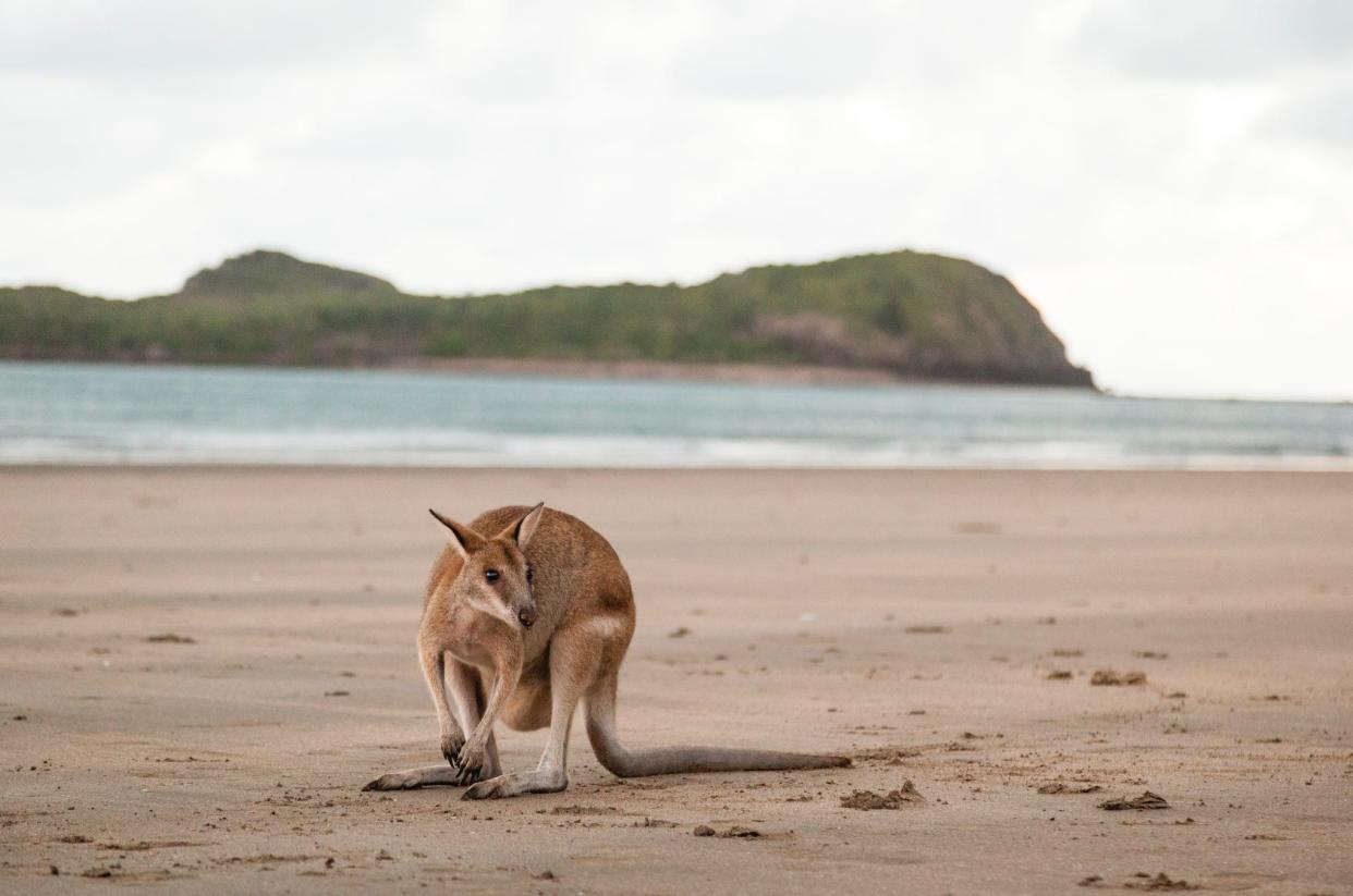 A wallaby on a beach.