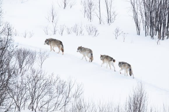 Four wolves walking single file through the snow