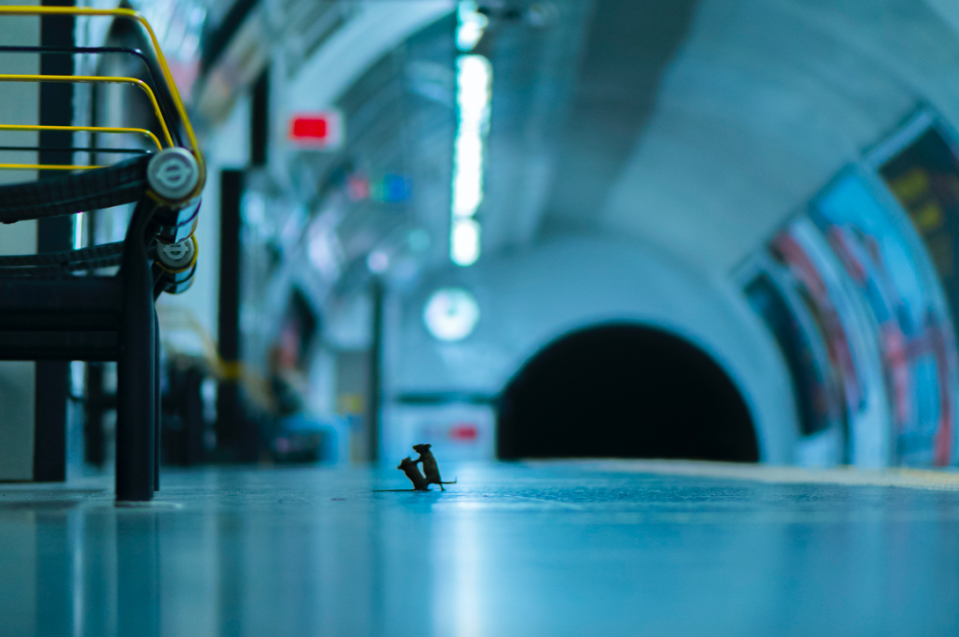 'Station squabble', that shows mice inside a London Underground station, was the winner of the LUMIX People's Choice Award at the Wildlife Photographer of the Year competition. (Sam Rowley/Wildlife Photographer of the Year)