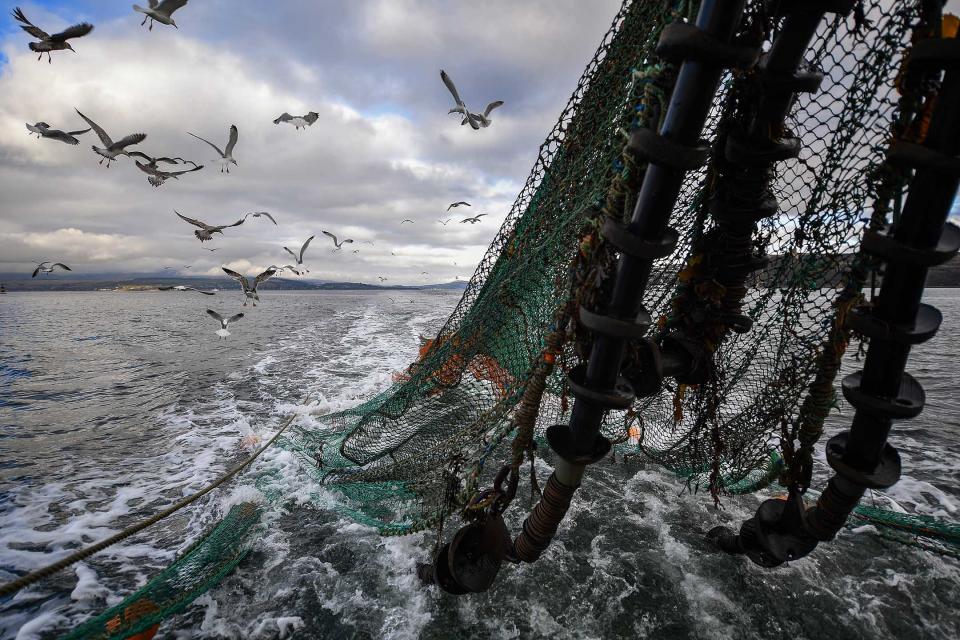 2019年3月5日蘇格蘭格林諾克，海鷗跟著拖網漁船。攝：Jeff J Mitchell/Getty Images