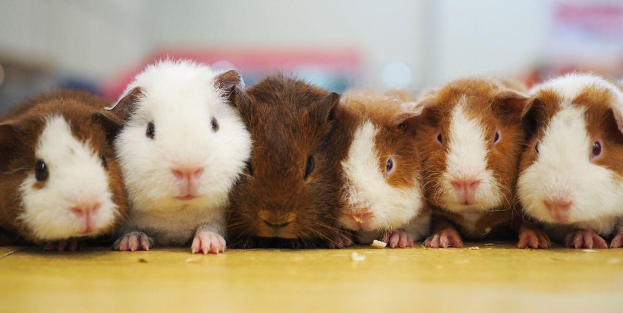 close up of guinea pigs