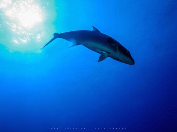 Big predator fish, like this almaco jack in the Caribbean, actually help coral reefs when they pee.