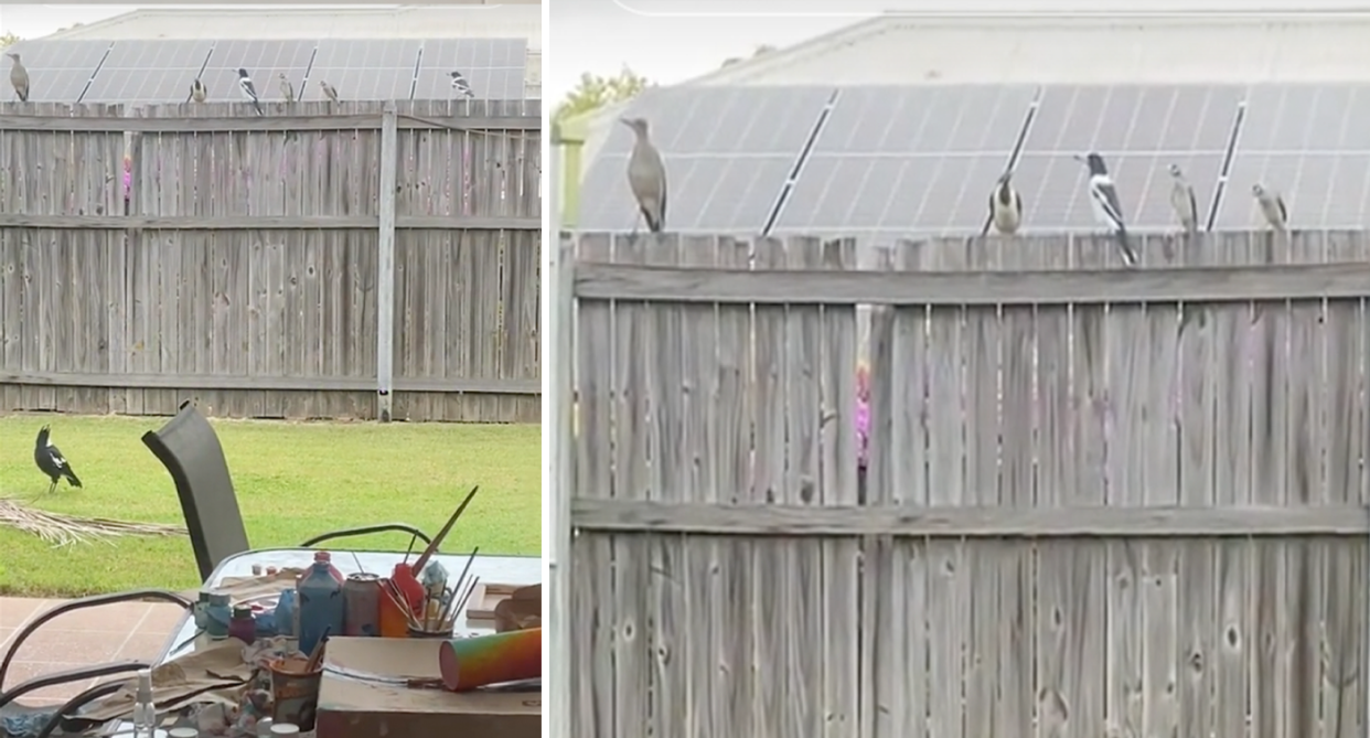 The birds flocked onto the backyard fence with different species coming together to seemingly warn the resident of something at her home. 