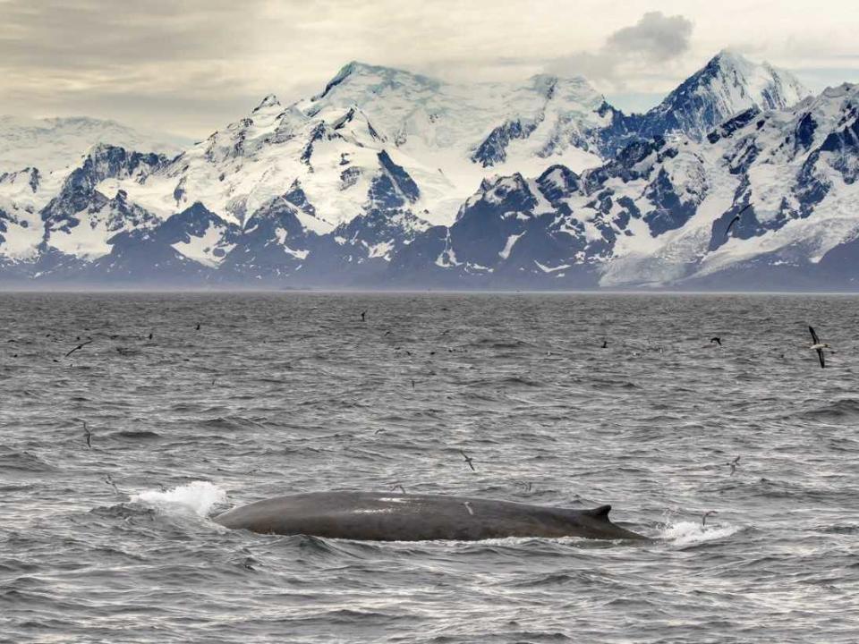 Amy Kennedy/British Antarctic Survey: Amy Kennedy/British Antarctic Survey