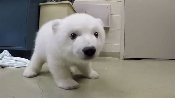 Polar-bear-cub