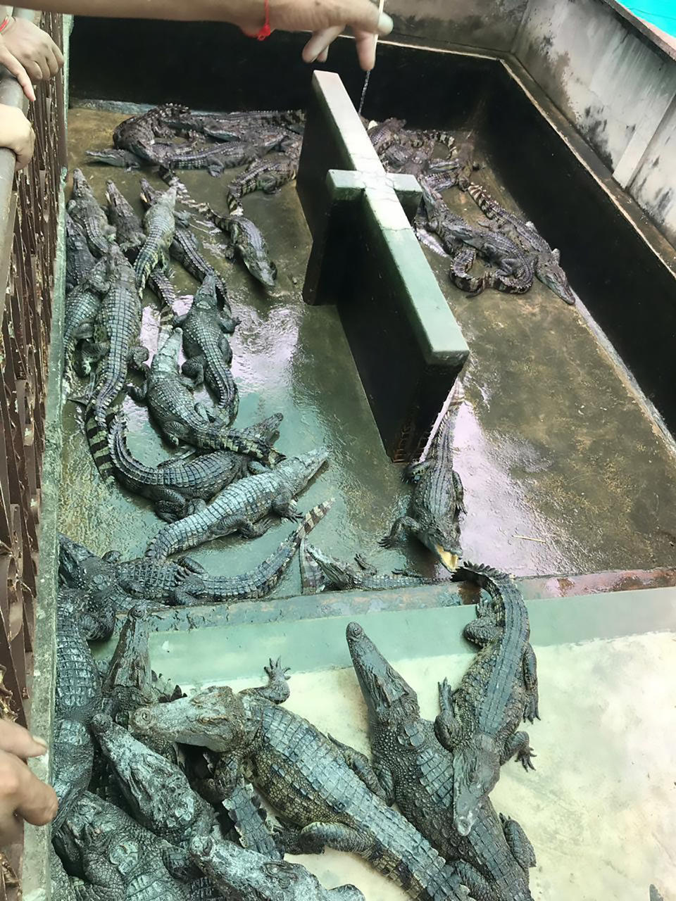 Dozens of crocodiles sit in the concrete enclosure, where two-year-old Rom was killed in Siem Reap.