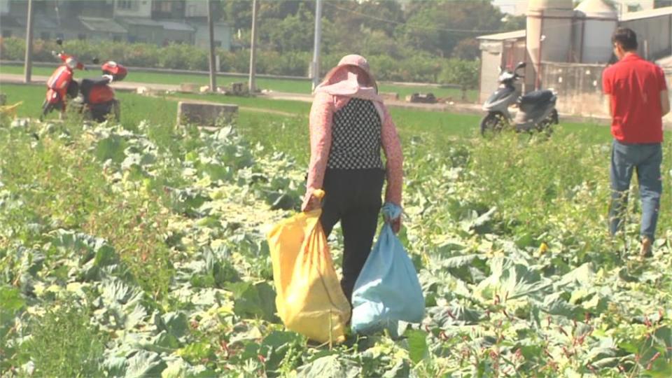 採收不敷成本！虎尾菜園萬顆高麗菜「免費摘回家」