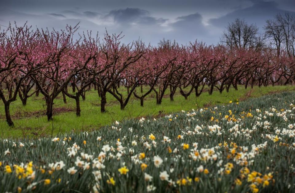 47) Willamette Valley, Oregon