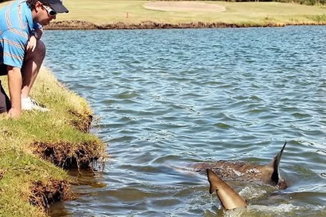 Los tiburones toro del campo de golf en Australia fueron noticia en todo el mundo durante la década de los 90 | Freepics