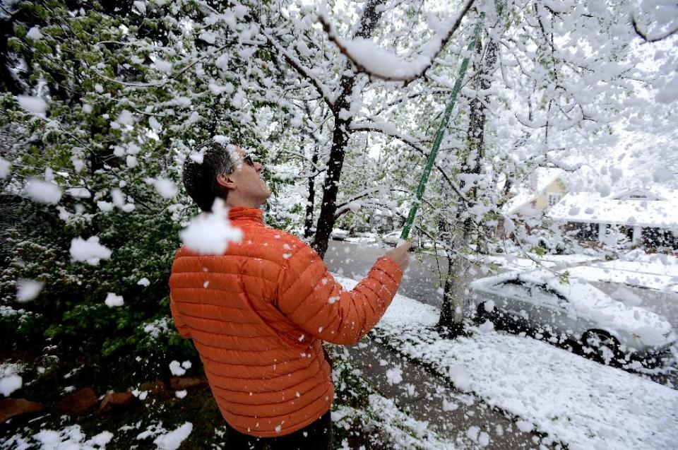 Brian Pryor takes a shower of snow as he clears the tree limbs in front of his home on University Hill in Boulder, Colo., on Monday, May 9, 2014. A spring storm that has brought over a foot of snow to parts of Colorado, Wyoming and Nebraska and thunderstorms and tornadoes to the Midwest was slowing down travelers and left some without power Monday morning. (AP Photo/The Boulder Daily Camera, Paul Aiken)