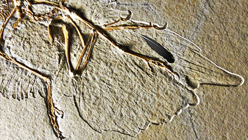 Archaeopteryx fossil