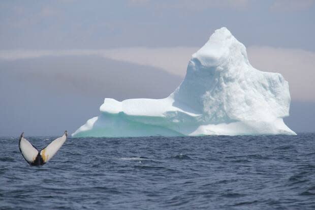 Tour company co-owner Joe O'Brien says Newfoundland and Labrador market is simply not enough to sustain tourism in the province. (Submitted by Kris Prince - image credit)