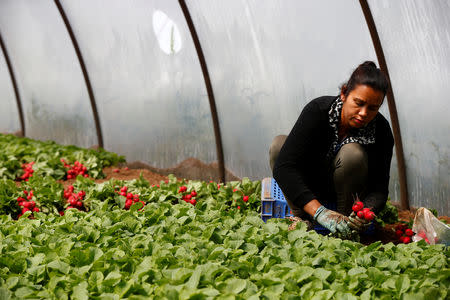 FILE PHOTO: A Sikh migrant worker picks radishes in a polytunnel in Bella Farnia, in the Pontine Marshes, south of Rome. Originally from IndiaÕs Punjab state, the migrant workers pick fruit and vegetables for up to 13 hours a day for between 3-5 euros ($3.30-$5.50) an hour, in Bella Farnia, Italy May 20, 2019. REUTERS/Yara Nardi