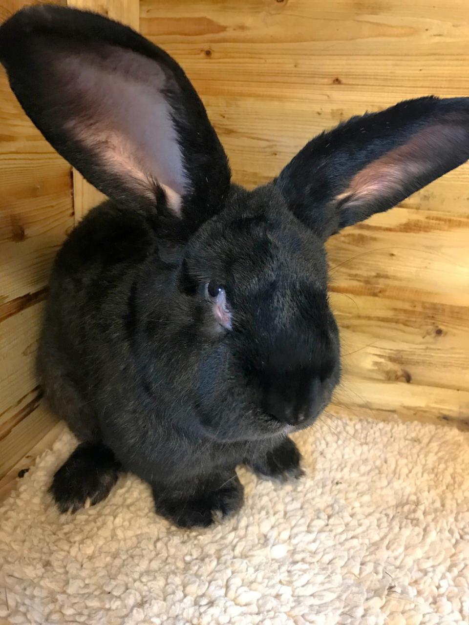 Simon was set to be the world's largest bunny - Credit: Caters News Agency