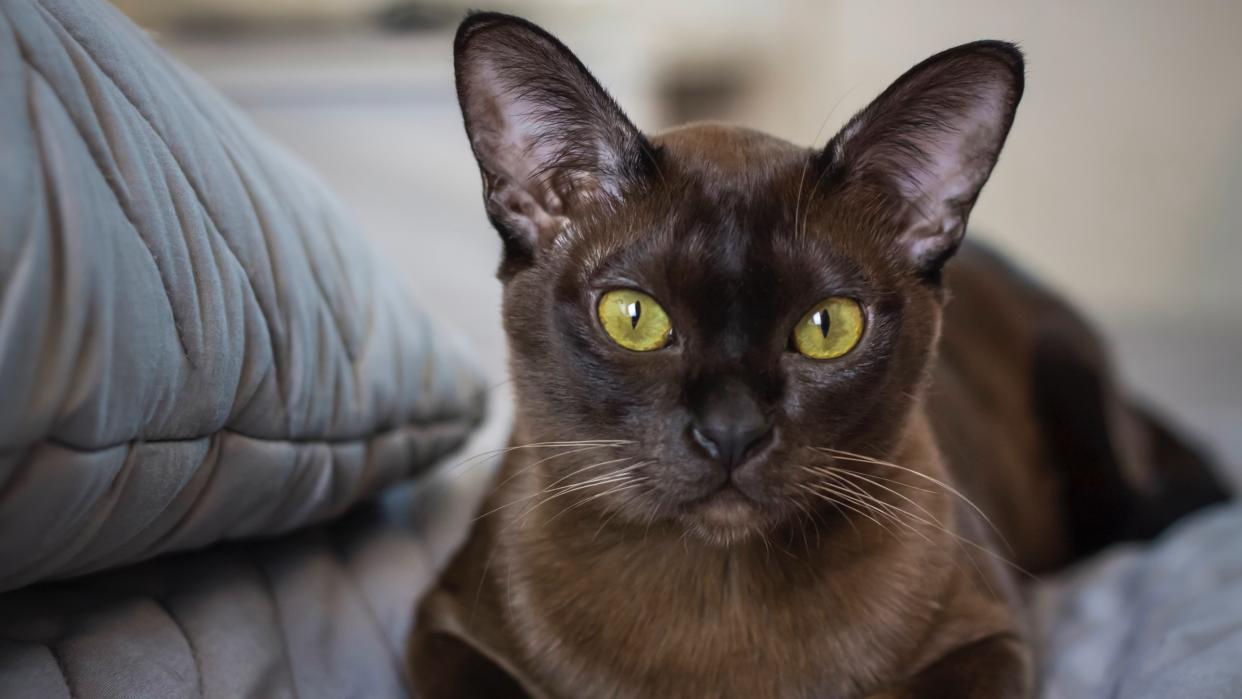 Burmese cat