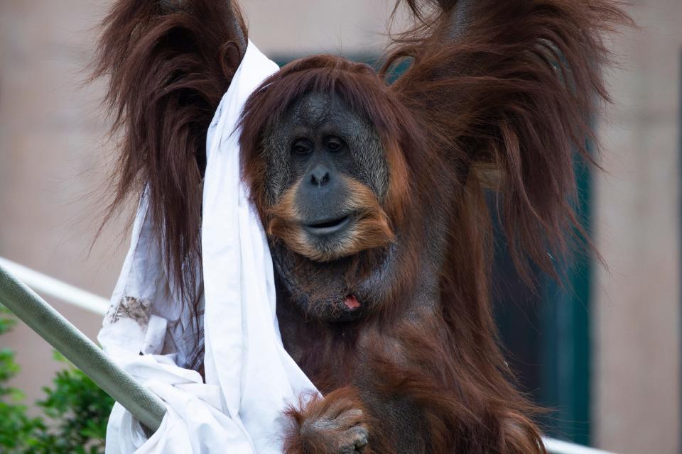 An orangutan at the Philadelphia Zoo Monday, April 25, 2022.