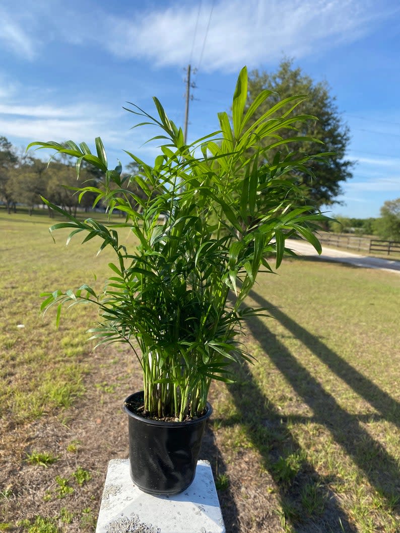 Parlor Palm