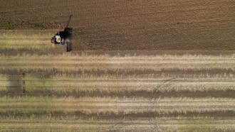 A combine harvests soybeans