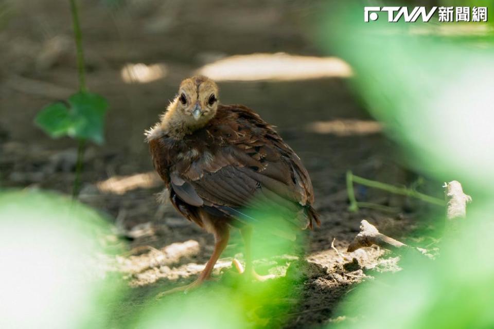 越南鷴（圖／動物園提供）