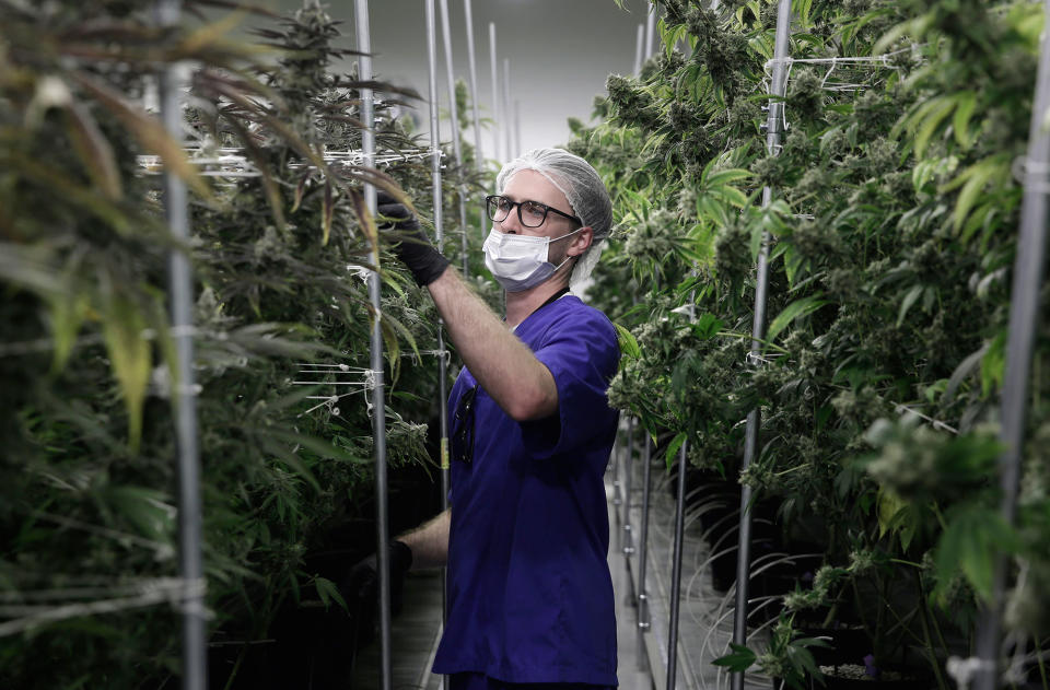 <p>Alessandro Cesario, the director of cultivation, works with marijuana plants at the Desert Grown Farms cultivation facility in Las Vegas, Nev., June 28, 2017. (Photo: John Locher/AP) </p>