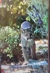 A mountain lion reportedly seen near Royal Avenue in Simi Valley prompted a lockdown at Madera Elementary School on Thursday. Police officials said the photo was taken by a resident.