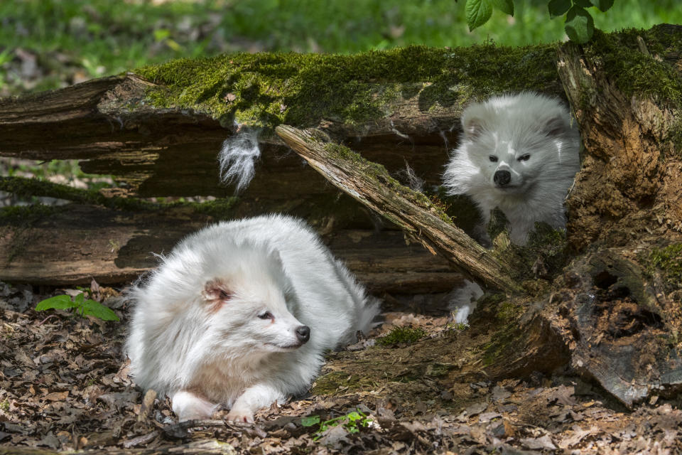 Two white raccoon dogs resting near a tree trunk in a forest.