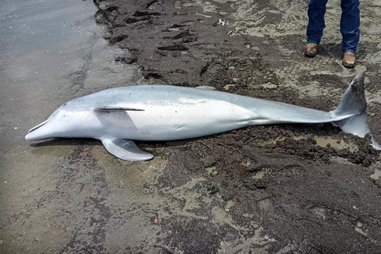 NOAA Fisheries received a report of a dead bottlenose dolphin on West Mae’s Beach in Cameron Parish, La. (Audubon Aquarium Rescue / via NOAA Fisheries)