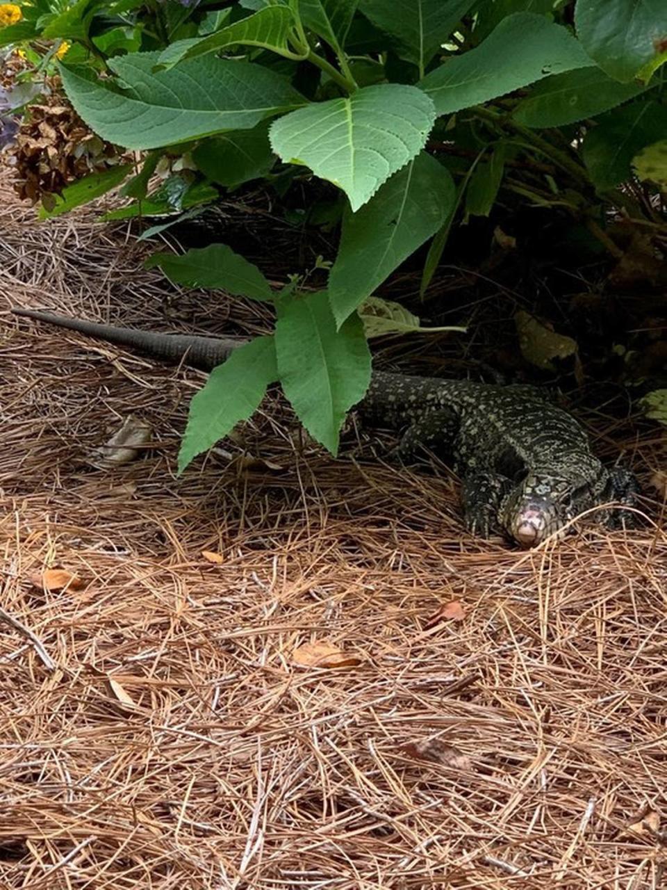 The South Carolina Department of Natural Resources confirmed eight more sightings of the non-native black and white tegus, including this one spotted by a homeowner, since the initial report from Lexington County in August.