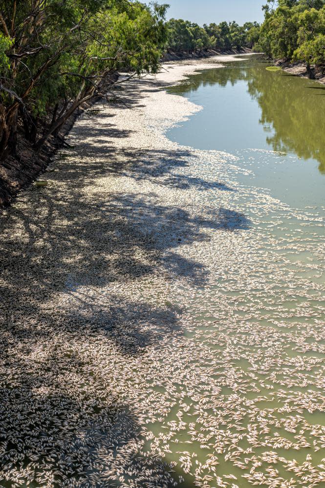 Thousands of dead fish that have washed up at the Menindee township bridge at the Menindee lakes, in outback NSW