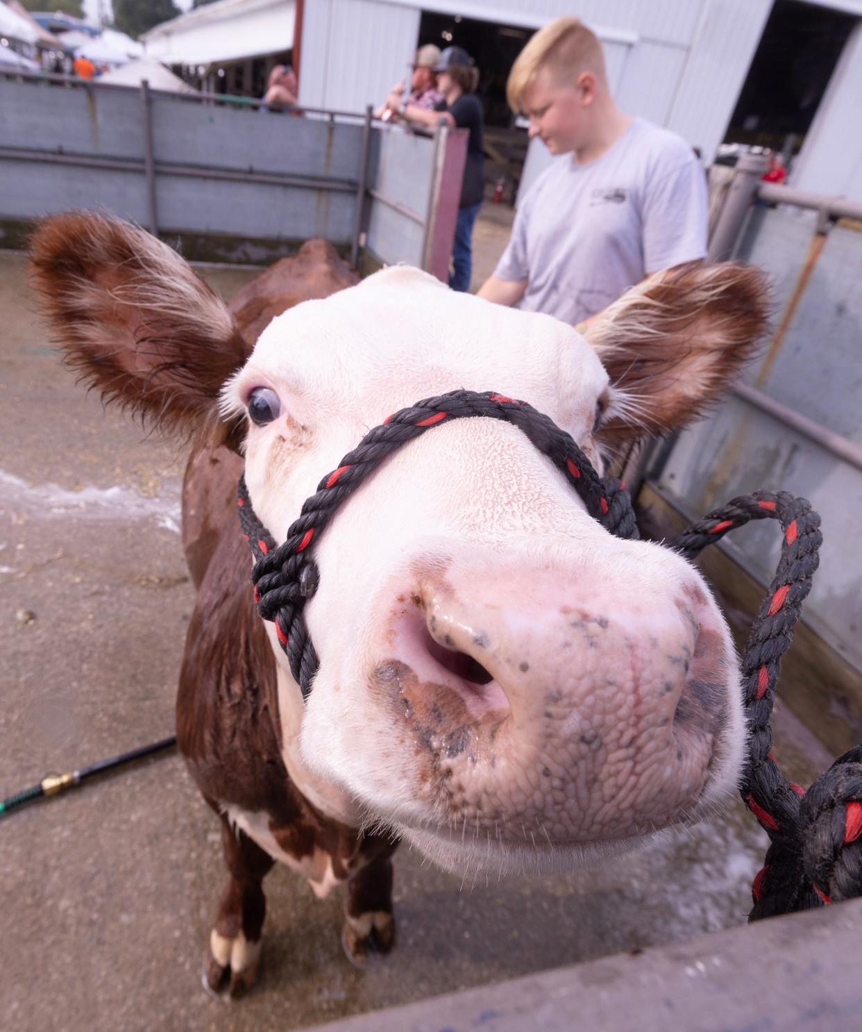 Geno Milano,12, of East Canton washes his cow Tuesday, the opening day of the 2024 Stark County Fair.