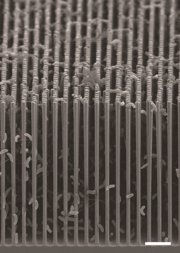 A scanning electron micrograph of the University of California, Berkeley, nanowire-bacteria array, where bacteria use electrons from nanowires to turn carbon dioxide into fuel and chemical intermediates.