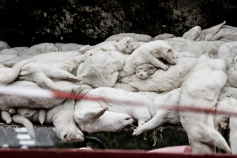 FILE - In this Oct. 21, 2020 file photo, minks that have been culled, at a farm in Farre in the southern part of Jutland, Denmark. Denmark’s prime minister says the government wants to cull all 15 million minks in Danish farms, to minimize the risk of them re-transmitting the new coronavirus to humans. She said Wednesday, Nov. 4, 2020, a report from a government agency that maps the coronavirus in Denmark has shown a mutation in the virus found in 12 people in the northern part of the country who got infected by minks. (Mette Moerk/Ritzau Scanpix via AP, File)